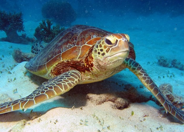 受全球暖化影响,愈来愈多的大堡礁绿海龟是雌性。