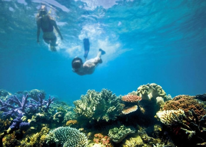 大堡礁的生态环境受到气候变化影响。