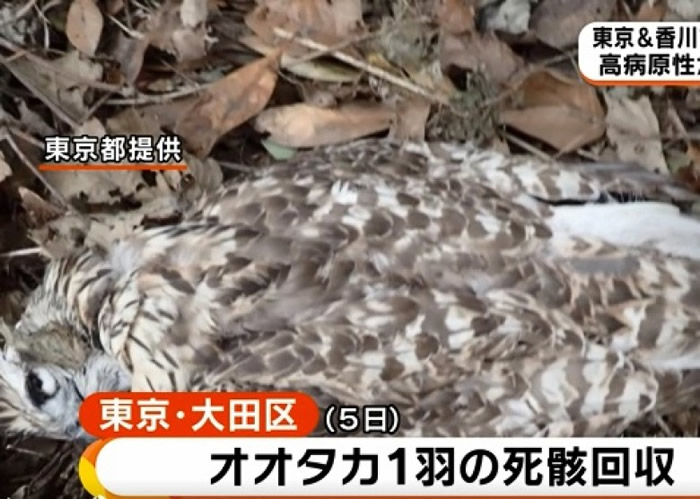 �о����ڴ��������ֲ�ӥʬ����