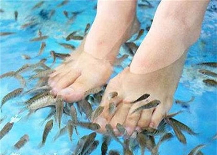 王强和女友到足浴店做鱼疗足浴时,水里的鱼竟死光。(资料图片)