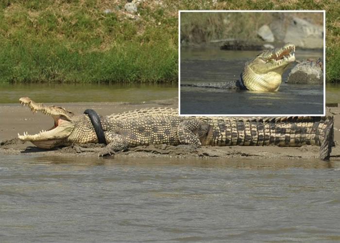 鳄鱼显得相当辛苦及挣扎,将头伸出水面抖气。