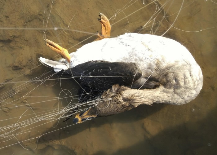 һֻҰ��������ײ����������ɥ����