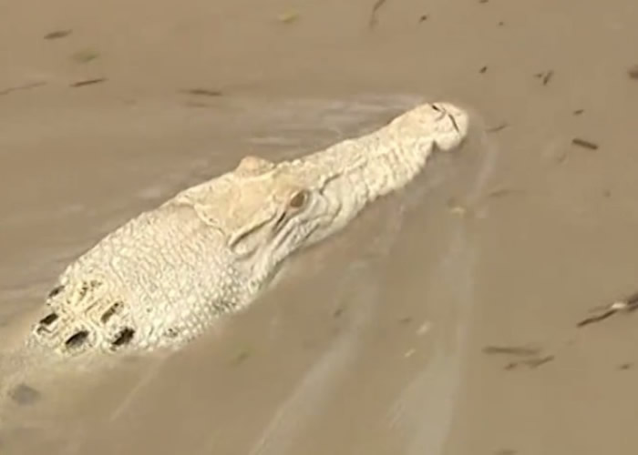 澳洲北领地达尔文罕见白化鳄鱼“Pearl”再现身