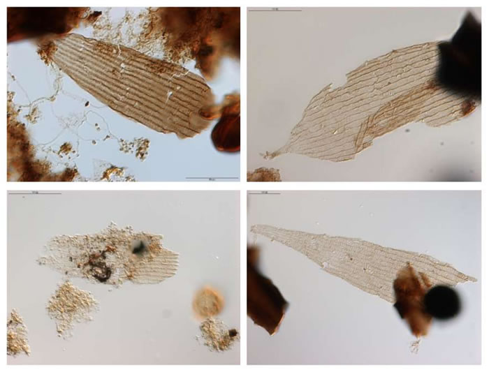 在德国发现的最古老翅膀和原始蛾体鳞片化石