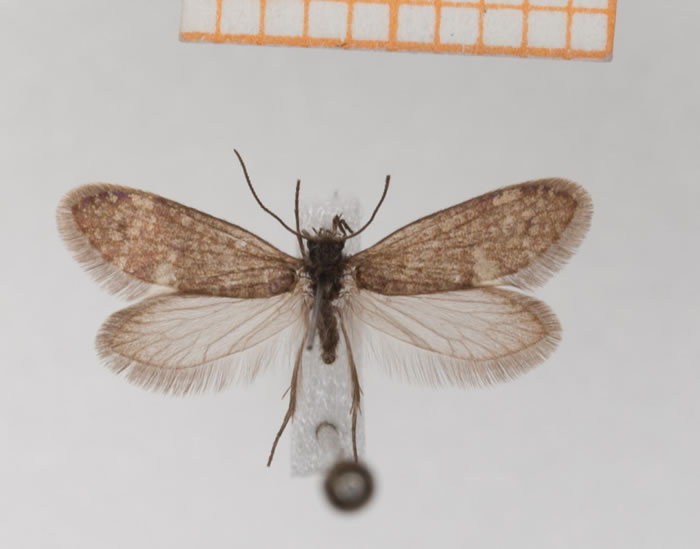 代表仍然存在的属于有喙亚目的一种原始飞蛾的实例，这些飞蛾具有为吸吮液体（花蜜）而做出适应性改变的长鼻喙。比例尺度为1厘米。