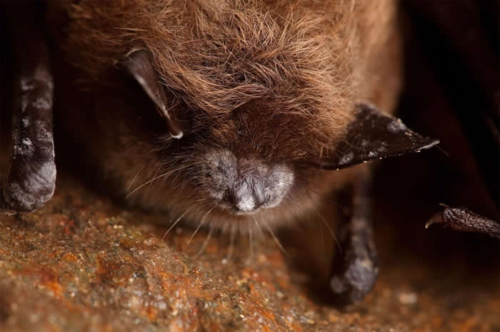 һֻ��ױ�֢��С�������º������ݶ��ߡ� PHOTOGRAPH BY STEPHEN ALVAREZ, NATIONAL GEOGRAPHIC CREATIVE
