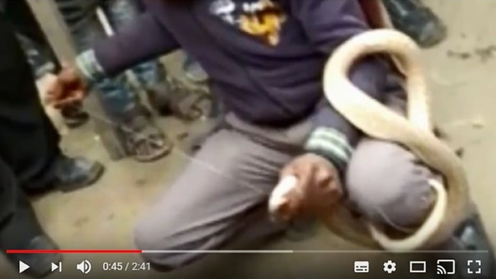 不作死就不会死:印度男子发现路边剧毒眼镜蛇就要用针线把人家的嘴缝起来