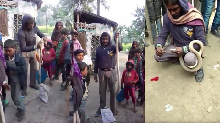 不作死就不会死:印度男子发现路边剧毒眼镜蛇就要用针线把人家的嘴缝起来