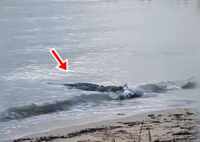 ���ޡ���˹�������ν�ǳ̲ ��ҧ����ʬ��ش�