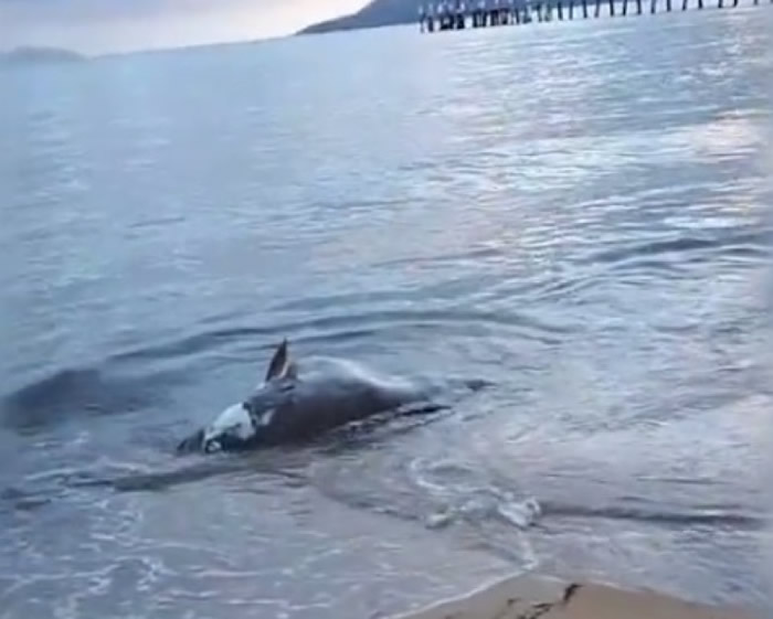 ���ޡ���˹�������ν�ǳ̲ ��ҧ����ʬ��ش�