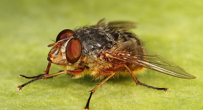 英国《自然》旗下《科学报告》杂志：科学家揭示苍蝇为何可怕