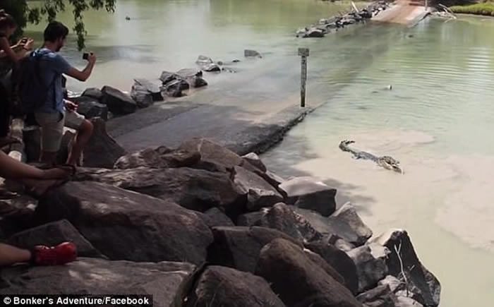 上钓大鱼被巨鳄叼走 澳大利亚男子空欢喜一场