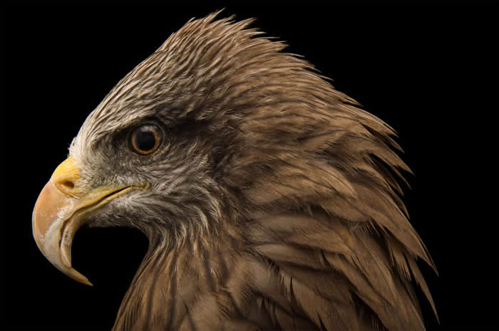 ͼΪ˹ް԰ĺ𰣬ֶﱻΪڰɢֵ֮һ PHOTOGRAPH BY JOEL SARTORE, NATIONAL G