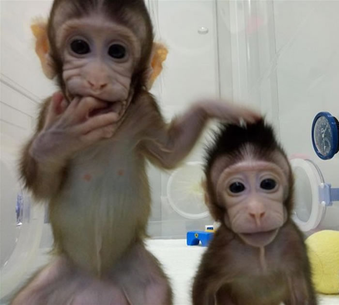 中国科学院神经科学研究所成功复制出2只长尾狝猴:“中中”及“华华”