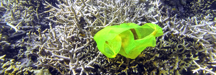 塑胶物品令珊瑚礁的患病风险从4%增大至89%