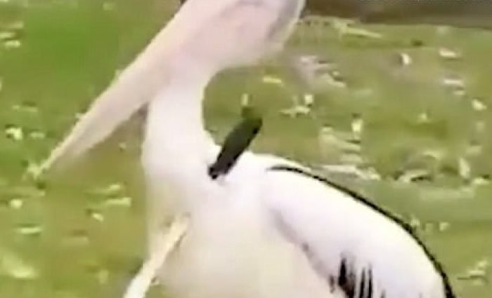 �Ĵ��������������峤�� ��̬�����ӱ��ǻ�