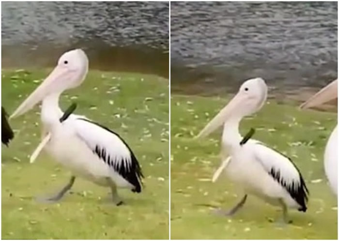 �Ĵ��������������峤�� ��̬�����ӱ��ǻ�