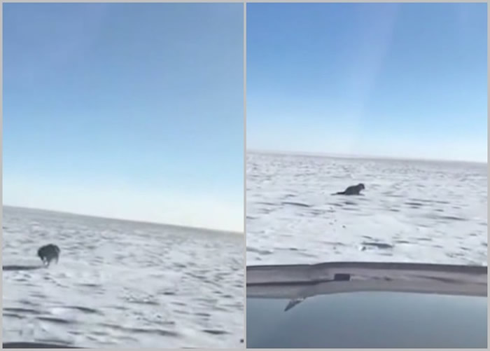 Ƭ��һֻ����ѩ�Ǳ�����������׷�ϣ�֮��������С�