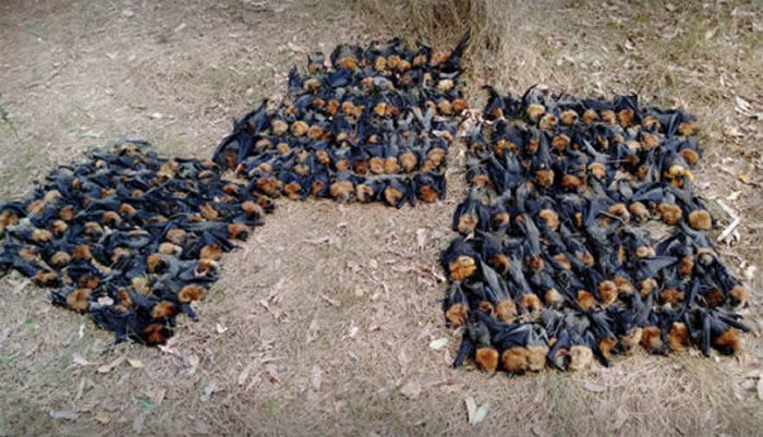 ������ܶ�ȥ�Ĵ�������ǧֻ��������