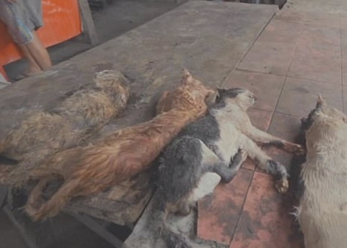 市场也有猫肉出售。