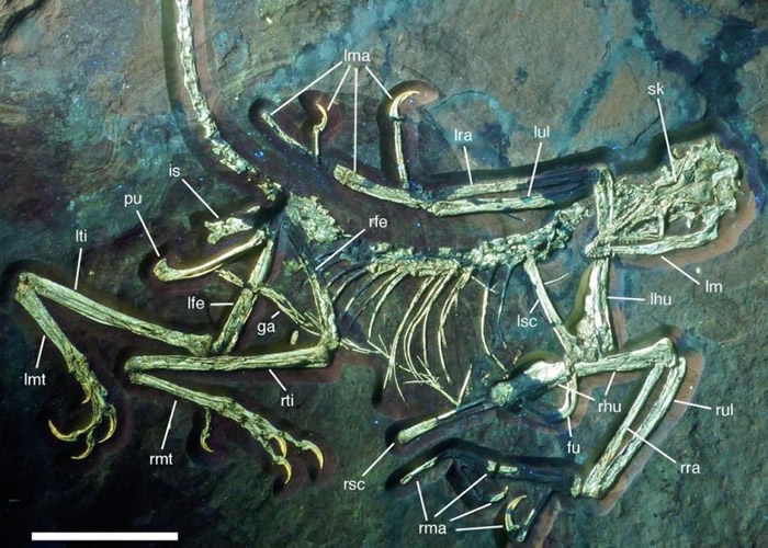 德国发现历来最古老的史前鸟类化石。