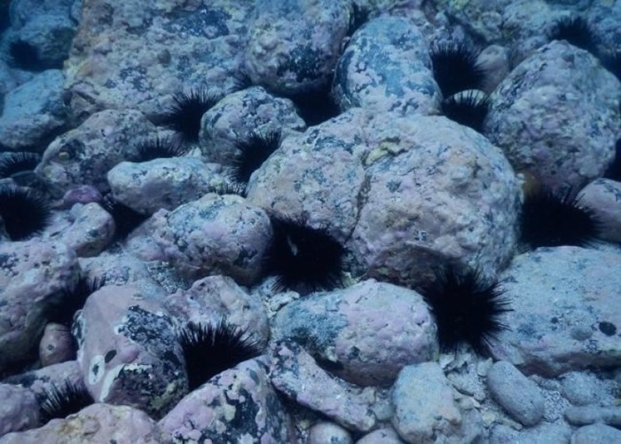 ��������������ʳ��ƻ�������Ϣ�أ�ֻ���¹�ͺͺ����������̵İ�ɫ���ҡ�