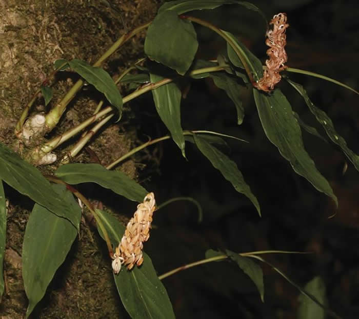 东南亚地区的植物多样性：新一期植物分类学快报描述来自7个科的18个新种