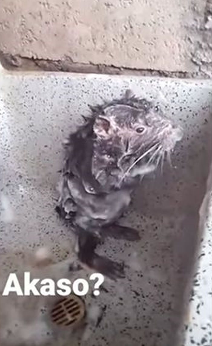 һֻ��ϴ������󱬺죡ר�ң�����ʹ��