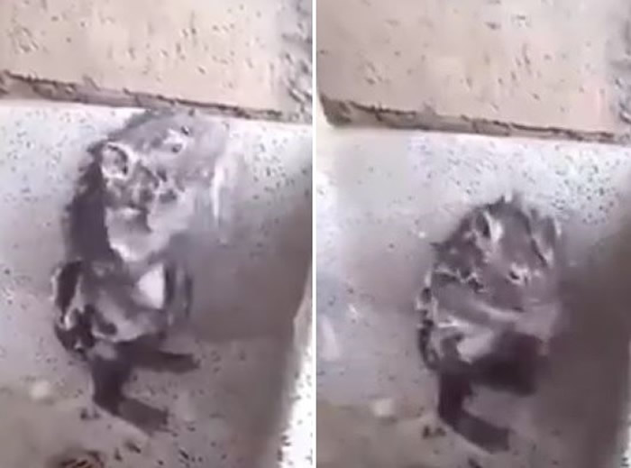 һֻ��ϴ������󱬺죡ר�ң�����ʹ��