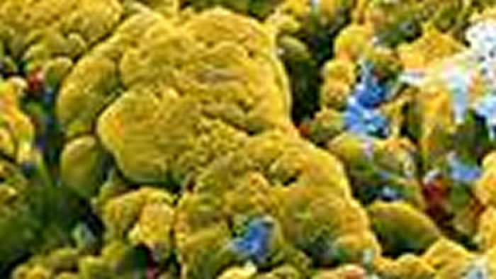 ��ѧ�ҷ���һ��ϸ�������������᳦������