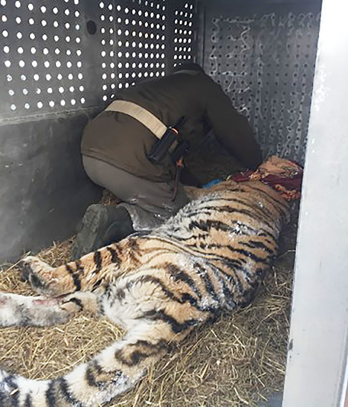 俄罗斯东部村庄村民听到外面老虎咆啸 开门看到老掉牙的西伯利亚虎