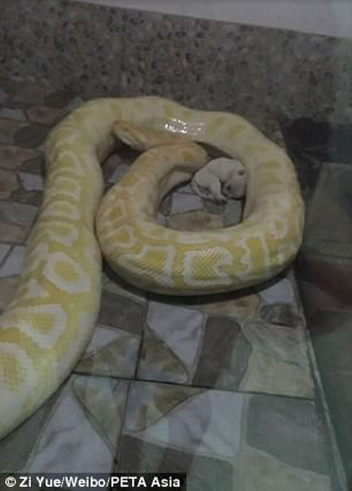 河南平顶山河滨公园动物园拿活狗喂养大蟒蛇