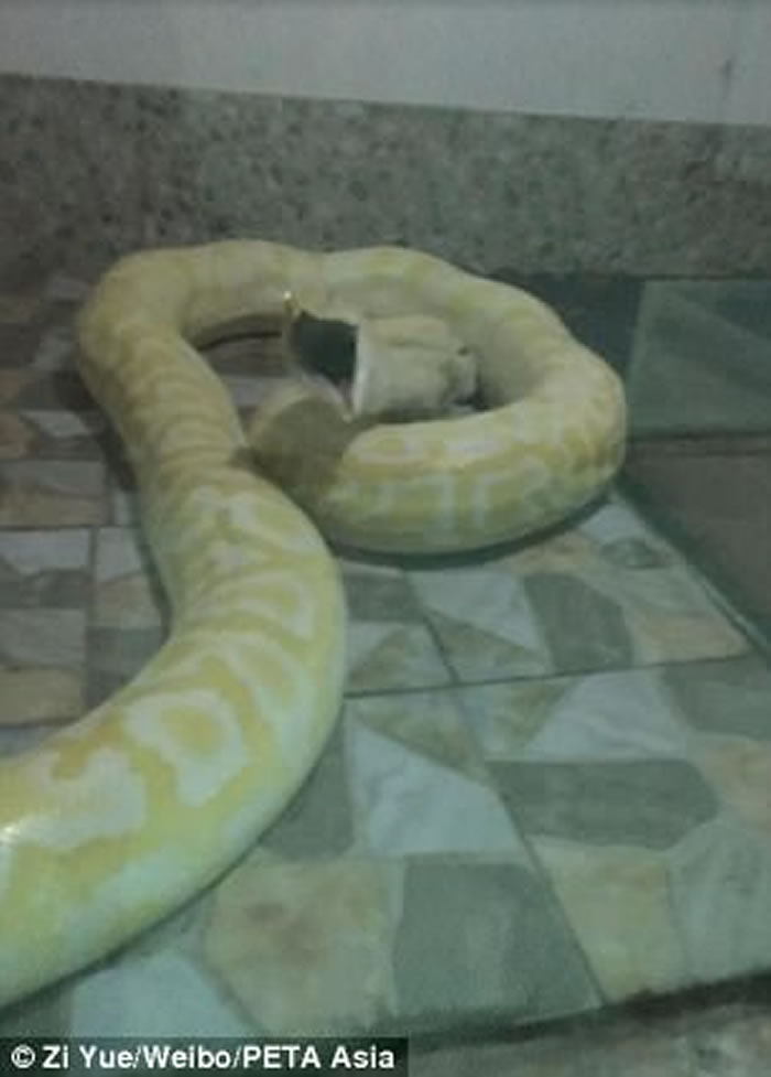 河南平顶山河滨公园动物园拿活狗喂养大蟒蛇