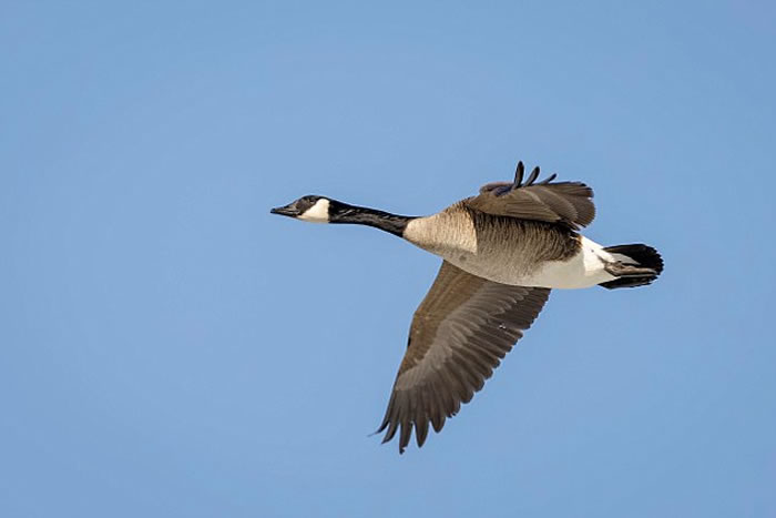 美国男子去打猎 居然被朋友射下来的大雁砸晕