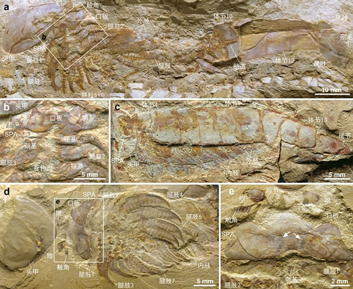 ϵ3׸ɺࡣa‒cAlacaris mirabilis gen. et sp. nov.: a, ʾػ걾