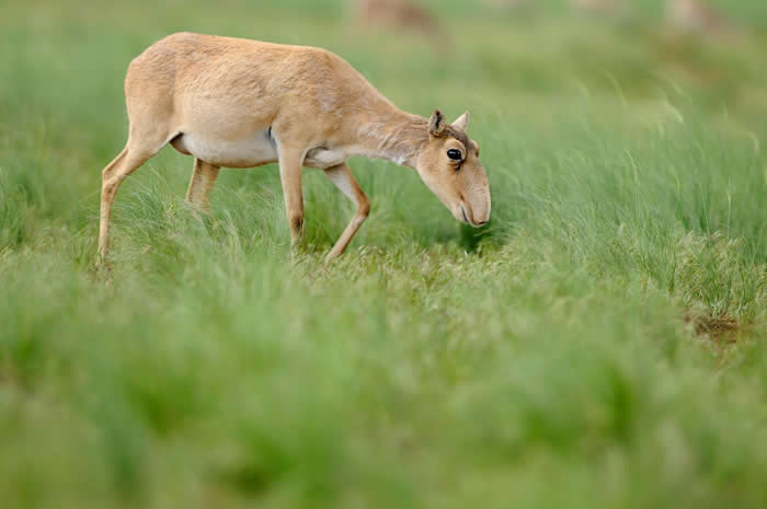 һֻԸ߱ڳԲݡֶǰȻ / PHOTOGRAPH BY IGOR SHPILENOK, WILD WONDERS OF EUROPE