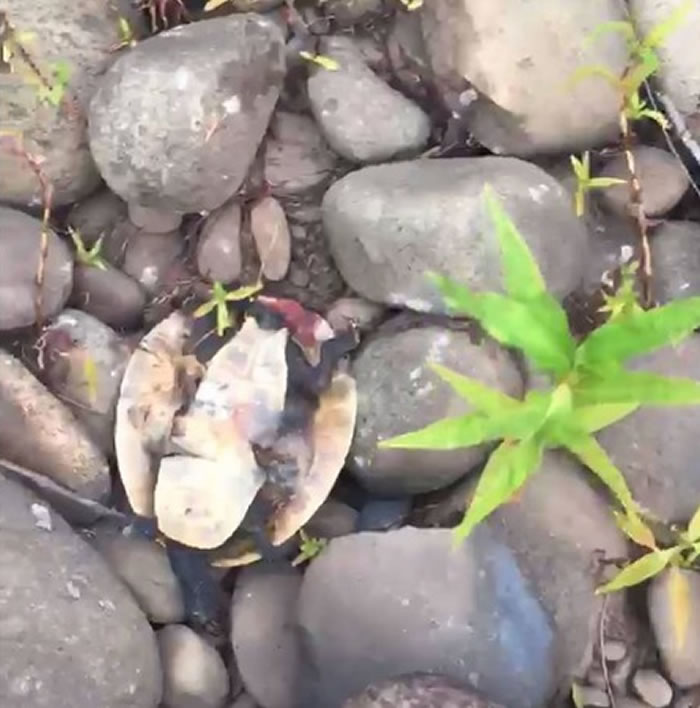 澳洲3只悉尼盆地短颈龟被人用石头活活砸死