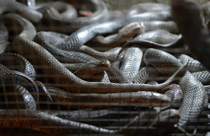 中国餐馆再爆出售稀有野生动物