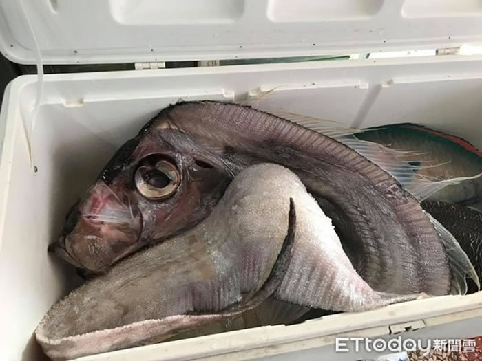 地震鱼后来被罗东一间餐厅购得。(图/网友Wushi Port提供)