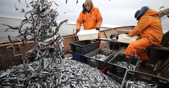 新研究指全球超过一半的海洋都有工业化捕捞活动