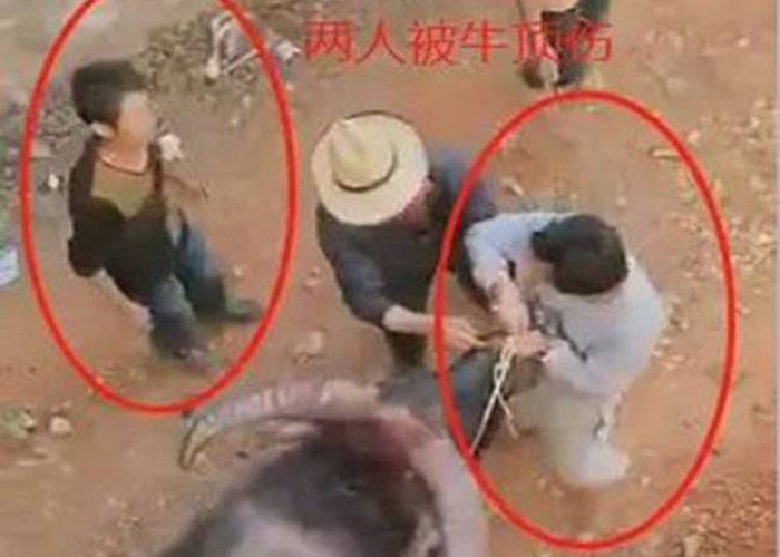 ��ţ�����ڼ䣬һֻ��ţͻȻ����ײ���������ӡ�