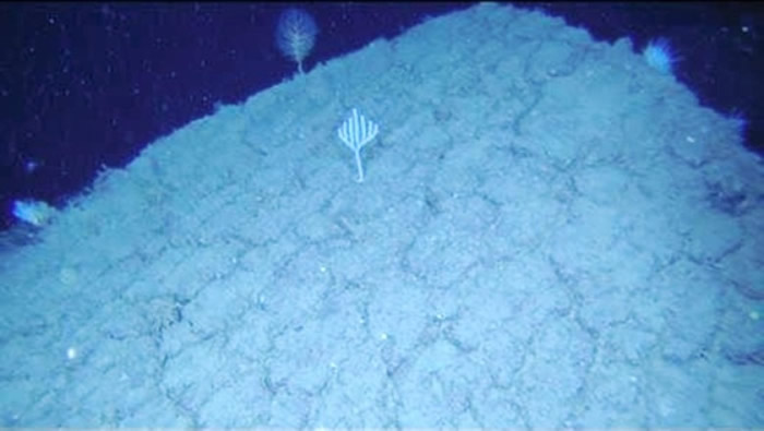 神户大学研究团队于海底拍摄到被海水冷却的溶岩。