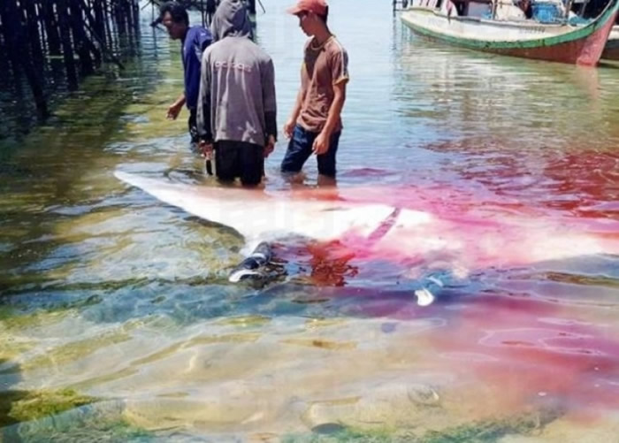 马来西亚沙巴渔民当众捕杀濒危鬼福魟、魔鬼鱼及鲨鱼 鲜血染红海面