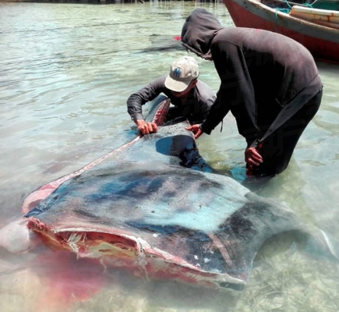 马来西亚沙巴渔民当众捕杀濒危鬼福魟、魔鬼鱼及鲨鱼 鲜血染红海面