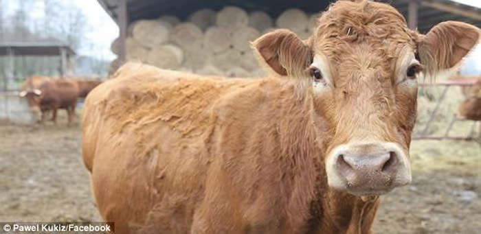 波兰一只母利木赞牛为躲宰杀屡次奋力逃生 终感动人类活命