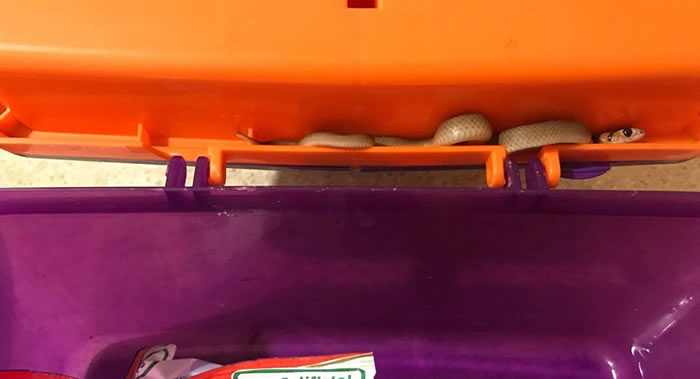 �Ĵ�����ѧУ����з��������϶��������ߡ�����ɫ��״��