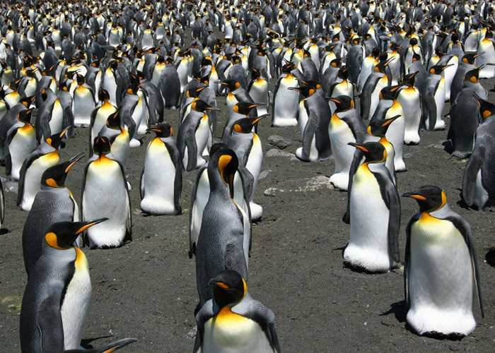 专家预计大批国王企鹅将于本世纪末被迫迁或消失。