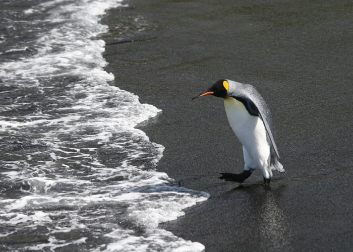 成年企鹅需经常远离巢穴寻找食物。