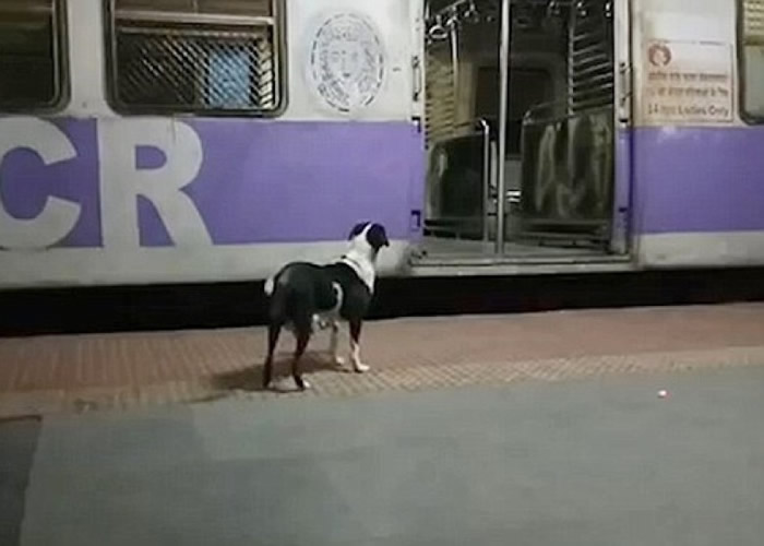 母狗每晚都会准时出现在一个火车月台上。
