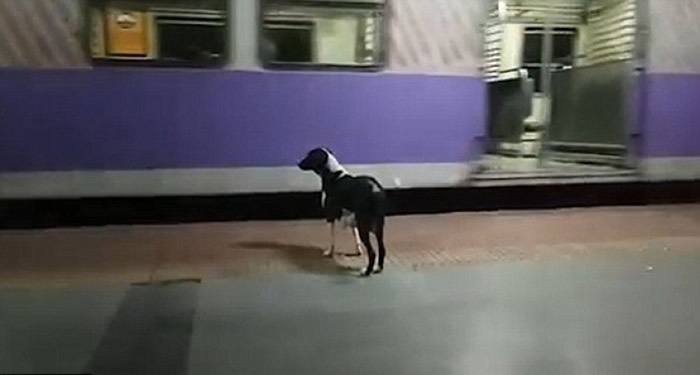 母狗每晚都是失望而回。